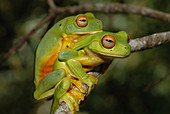 Orange Thighed Tree Frogs Mating