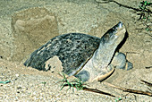 Batagur Turtle