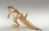 American bullfrog tadpole with legs