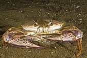 Lady Crabs