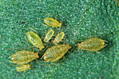 Violet aphid (Myzus ornatus) group on a p