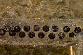 Chilean Toad eggs