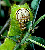 Chinese Oak Tussah Moth