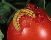 Tomato Fruitworm