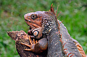 Green Iguana