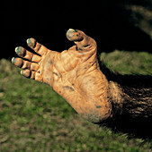 Chimpanzee's Foot