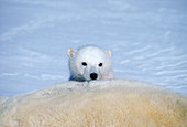 Polar Bear Cub Nursing