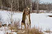 White-tailed Deer Sparring