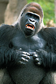 Western Lowland Gorilla