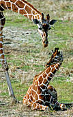 Reticulated Giraffe with calf