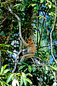 Proboscis Monkey