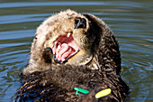 Tagged Sea Otter