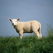Texel cross lamb