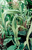 Maize streak virus infected plants