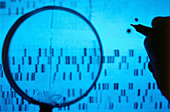 DNA Sequencing Gel