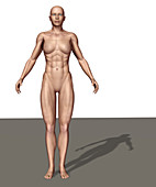 Mesomorphic Body Type