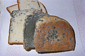 Bread Mold