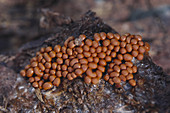 Trichia scabra Slime Mold