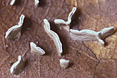 Physarum bivalve Slime Mold