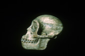 Propliopithecus Skull