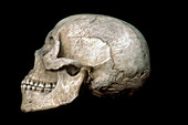 African Bushman-Bantu Skull