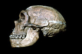 Neanderthal Skull