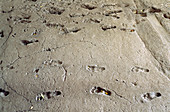 Ancient Footprints of Acahualinca