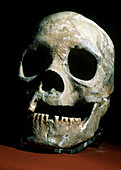 La Jolla Man Skull