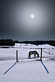 Winter Full Moon