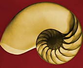 Chambered Nautilus Shell,X-Ray