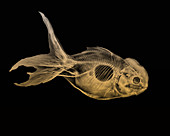 Goldfish X-Ray