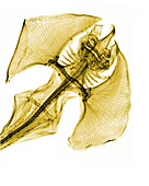 Skate Fish X-Ray