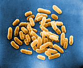 E. Coli Bacteria SEM