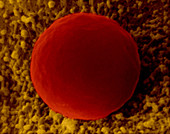 Red Blood Cell