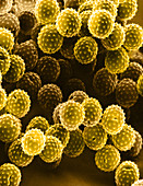 Ragweed Pollen (SEM)