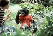 Joyce Butler with Nim the chimpanzee