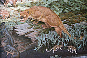 Eocene Mammals