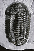Trilobite from Ohio