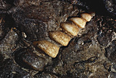 Turritella Fossil
