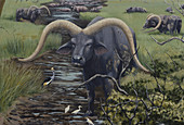 Extinct Giant Buffalo