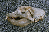 Elephant Seal skull