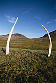 Bowhead whale bones