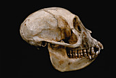 Grey-cheeked Mangabey skull