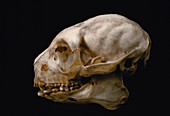 Verraeux's Sifaka skull