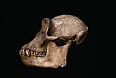 Chimpanzee skull