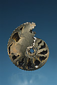 Ammonite Replaced by Pyrite
