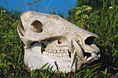 Skull of a feral pig