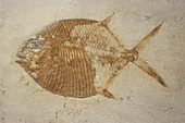 Fossil Fish,Gyrodus