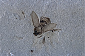 Fossil Beetle