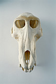 Baboon skull